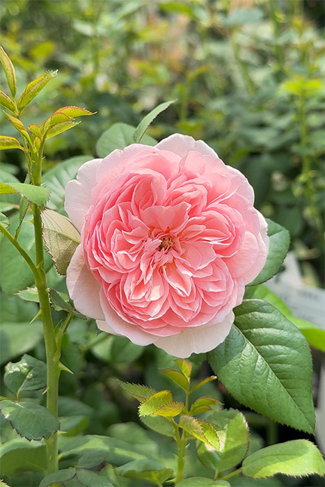 ���ߵ����ġۥХ��� ��������ϥ��� ���� 6��ȭ�����ʡ����ӿ建�� �ʼ���Ͽ�д���ϡ�J-IRM3�ա�1120�����