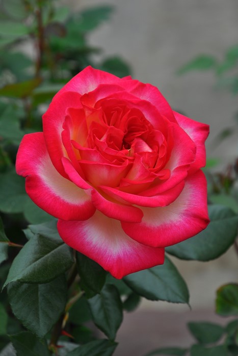 ġۥХ 쥹  6ȭʡηʼϡJ-RO