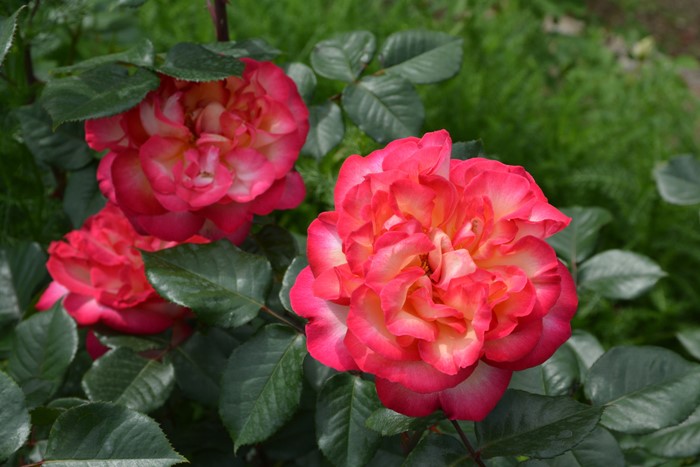 ġۥХ 쥹  6ȭʡηʼϡJ-RO