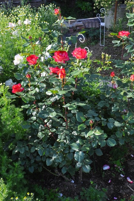 ġۥХ 쥹  6ȭʡηʼϡJ-RO