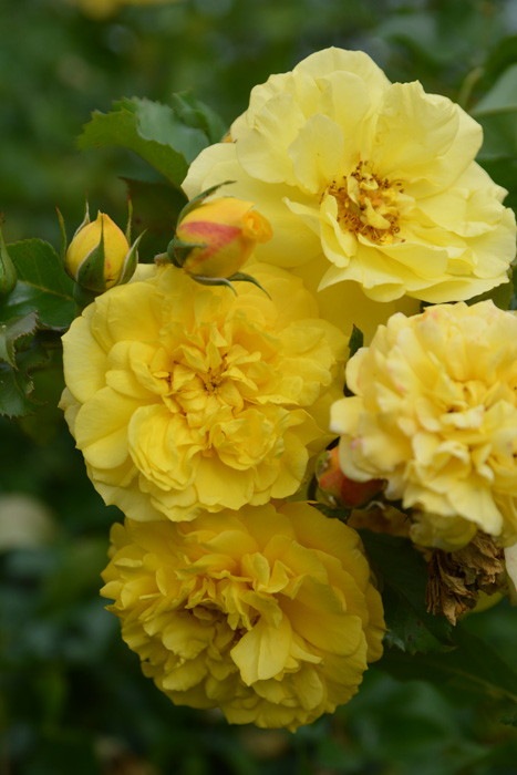 ���ߵ����ġۥХ��� �����ǥߡ�����쥢�� ���� 6��ȭ�����ʡη����ʼ�ϡ�JB-AE��