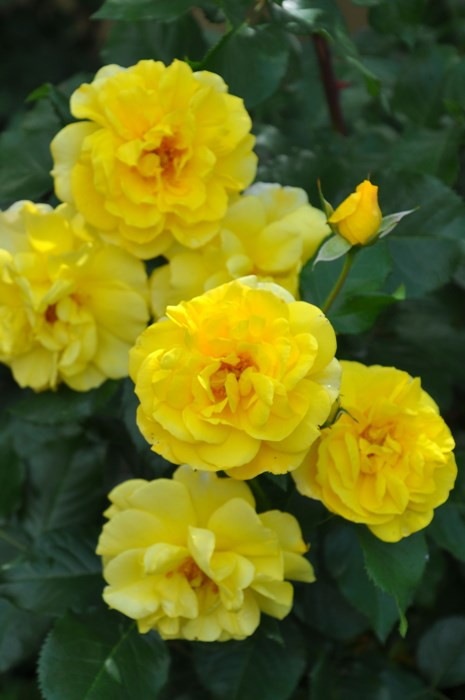 ���ߵ����ġۥХ��� �����ǥߡ�����쥢�� ���� 6��ȭ�����ʡη����ʼ�ϡ�JB-AE��