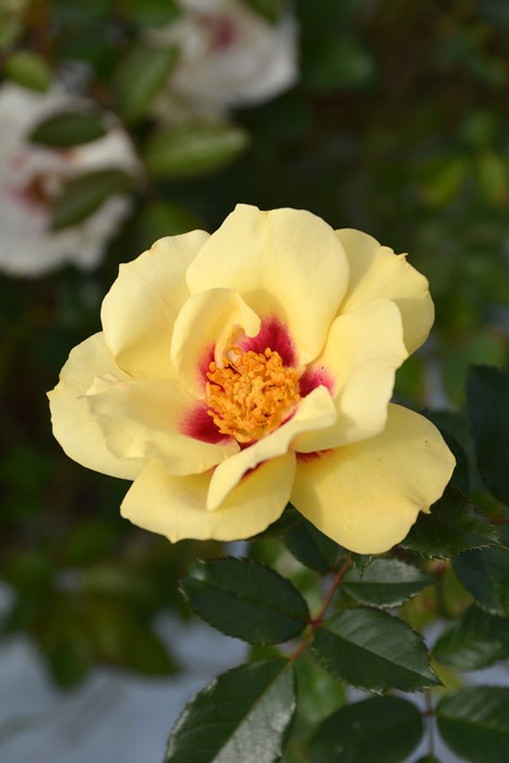 �Х��ġ����ġۥ��ƥ���롼���� ���� 6��ȭ�����ʡη����ʼ�ϡ�JB��2025�տ��ʼ�