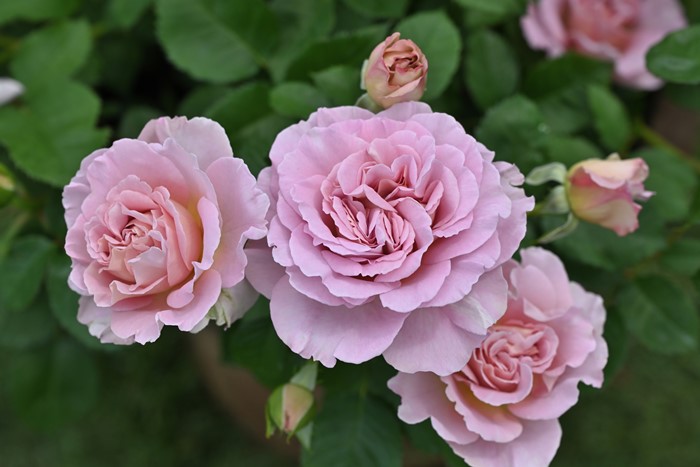 ���ߵ����ġۥХ��� �եꥼ ���� 6��ȭ�����ʡ�Han-DOR�ա�0109�����