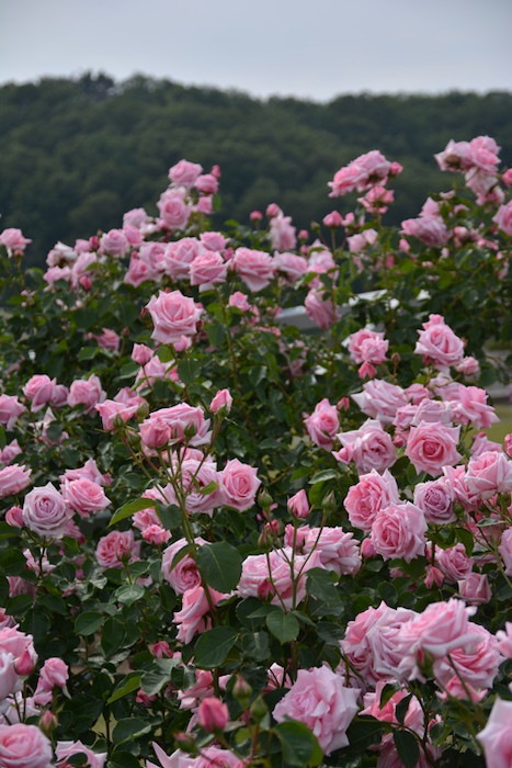 �����ġۥХ��� �Ϥ�����ڱ���ۥϥ����� ���� 6��ȭ�����ʡ�J-CL20��