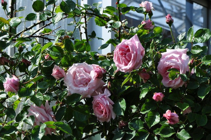 �����ġۥХ��� �Ϥ�����ڱ���ۥϥ����� ���� 6��ȭ�����ʡ�J-CL20��