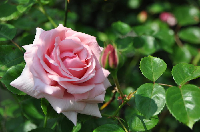 �����ġۥХ��� �Ϥ�����ڱ���ۥϥ����� ���� 6��ȭ�����ʡ�J-CL20��