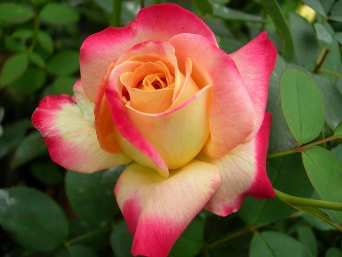 Хġġۥߥޡ  6ȭʡӿ建 ϿʼϡIR-IRO3