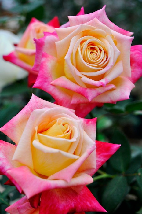 Хġġۥߥޡ  6ȭʡӿ建 ϿʼϡIR-IRO3