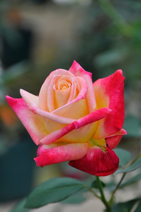 Хġġۥߥޡ  6ȭʡӿ建 ϿʼϡIR-IRO3