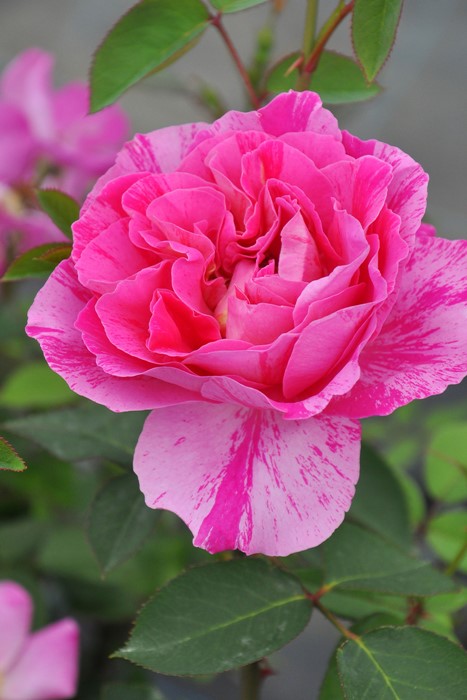 �����ġۥХ��� �����ǥ����ȥ饤�� ���� 6��ȭ�����ʡ�J-HT20��