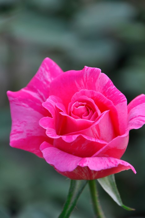 �����ġۥХ��� �����ǥ����ȥ饤�� ���� 6��ȭ�����ʡ�J-HT20��