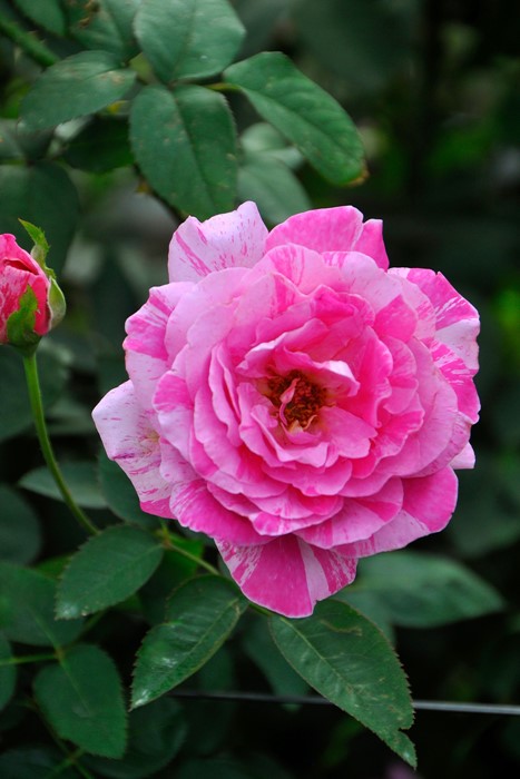 �����ġۥХ��� �����ǥ����ȥ饤�� ���� 6��ȭ�����ʡ�J-HT20��