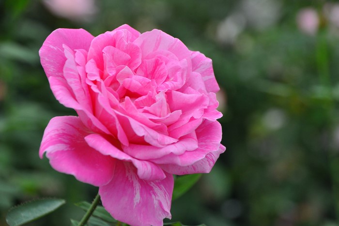 �����ġۥХ��� �����ǥ����ȥ饤�� ���� 6��ȭ�����ʡ�J-HT20��