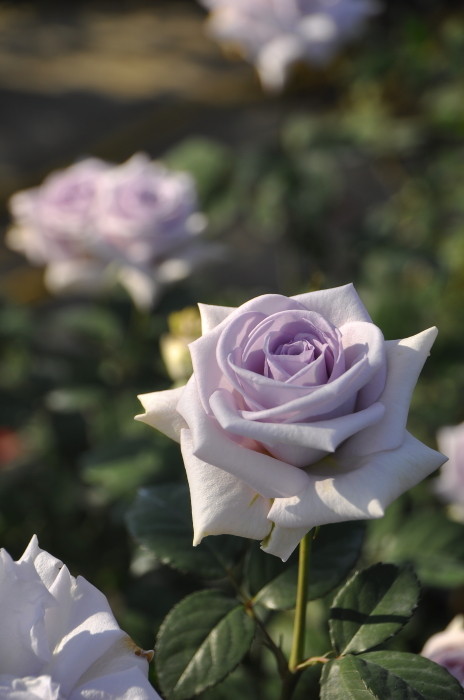Хġڿġۤ䤯⤿ġڥ䥯⥿ġ ġηʼϡMA-MA