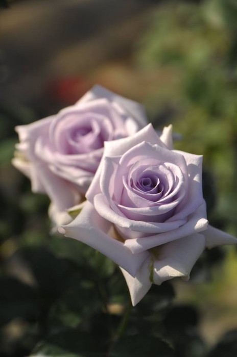 Хġڿġۤ䤯⤿ġڥ䥯⥿ġ ġηʼϡMA-MA