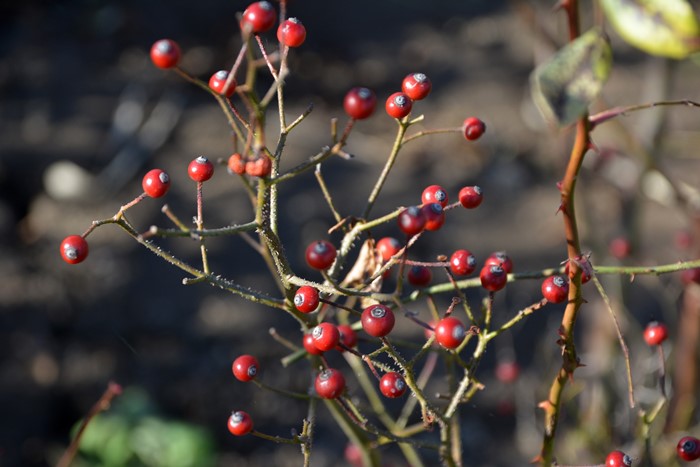 ���ߵ����ġۥХ��� �Х�꡼�ʡ�HMsk�� ���� 6��ȭ�����ʡ�J-CL10��