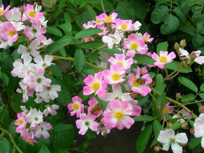 ���ߵ����ġۥХ��� �Х�꡼�ʡ�HMsk�� ���� 6��ȭ�����ʡ�J-CL10��