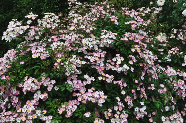 ���ߵ����ġۥХ��� �Х�꡼�ʡ�HMsk�� ���� 6��ȭ�����ʡ�J-CL10��