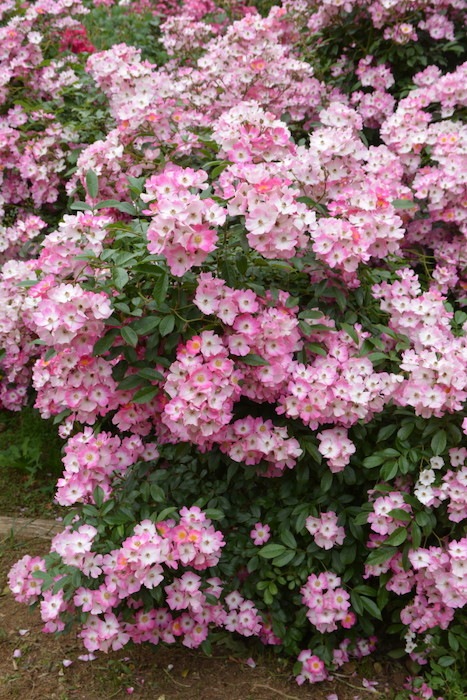 ���ߵ����ġۥХ��� �Х�꡼�ʡ�HMsk�� ���� 6��ȭ�����ʡ�J-CL10��