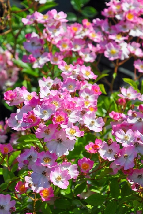 ���ߵ����ġۥХ��� �Х�꡼�ʡ�HMsk�� ���� 6��ȭ�����ʡ�J-CL10��