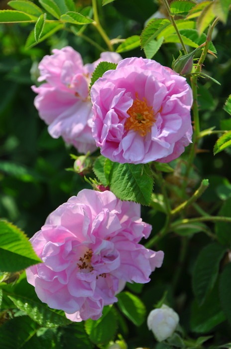 �Х��ġ����ġۥ������ɥ��� ���� 6��ȭ�����ʡ�J-OC20��