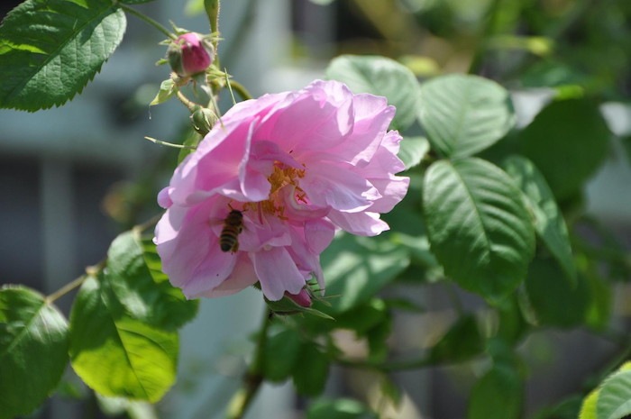 �Х��ġ����ġۥ������ɥ��� ���� 6��ȭ�����ʡ�J-OC20��