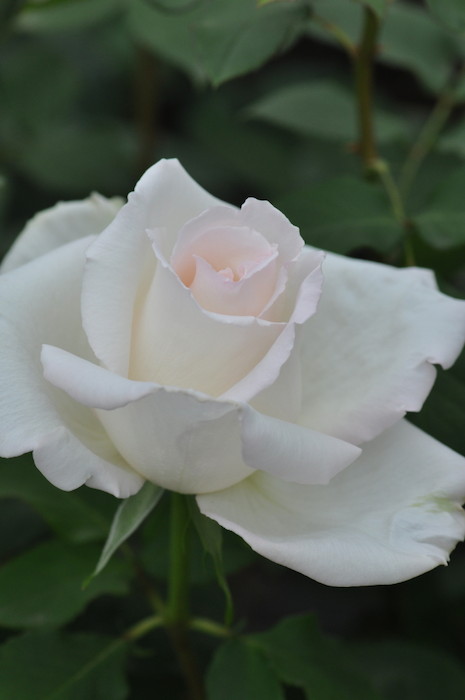 ġۥХ 졼̥奰ꥹ  6ȭʡηʼϡJ-RO