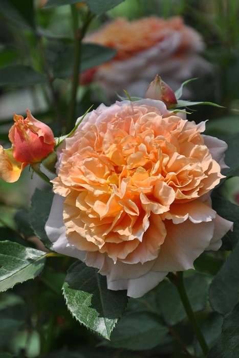 �����ġۥХ��� �륵�֥ꥨ ���� 6��ȭ�����ʡη����ʼ�ϡ�J-RO��