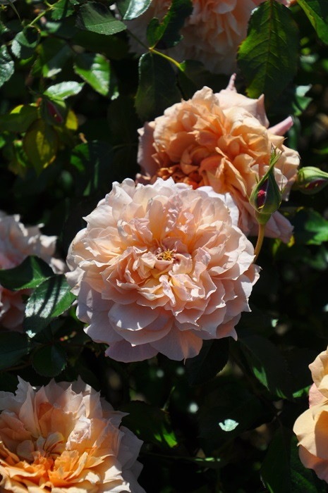 �����ġۥХ��� �륵�֥ꥨ ���� 6��ȭ�����ʡη����ʼ�ϡ�J-RO��