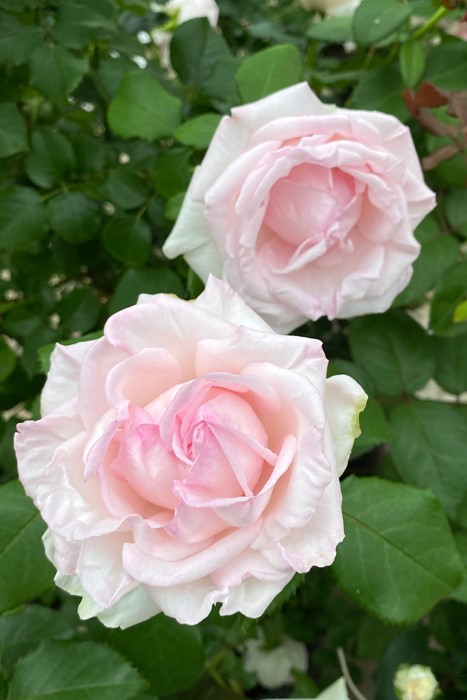 �Х��ġ����ġۥ���ĥ����� ���� 6��ȭ�����ʡ����ӿ建�� �ʼ���Ͽ�д���ϡ�IR-IRO3��