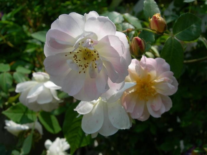 �����ġۥХ��� �ȥ쥸�㡼�ȥ����� ���� 6��ȭ�����ʡ�J-OC20��