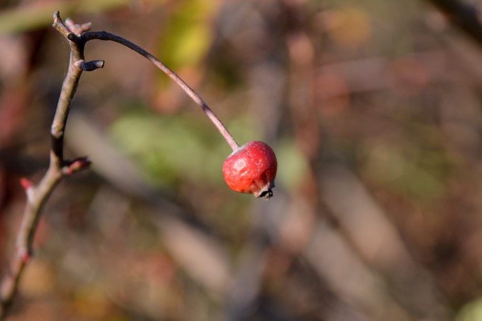 �����ġۥХ��� �ȥ쥸�㡼�ȥ����� ���� 6��ȭ�����ʡ�J-OC20��