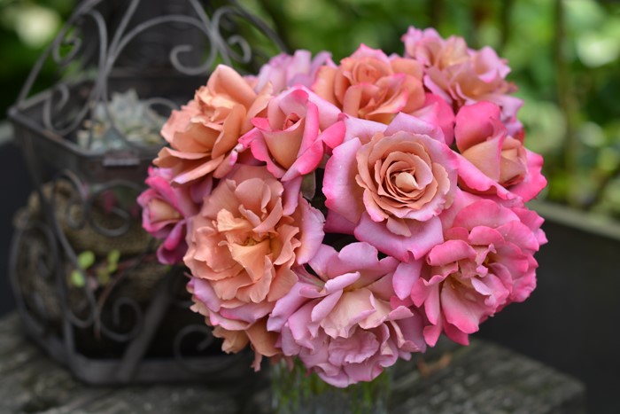 ġۥХ ɥ졼  6ȭʡӿ建 ʼϿдϡKb-KBO