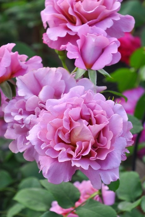 ġۥХ ɥ졼  6ȭʡӿ建 ʼϿдϡKb-KBO