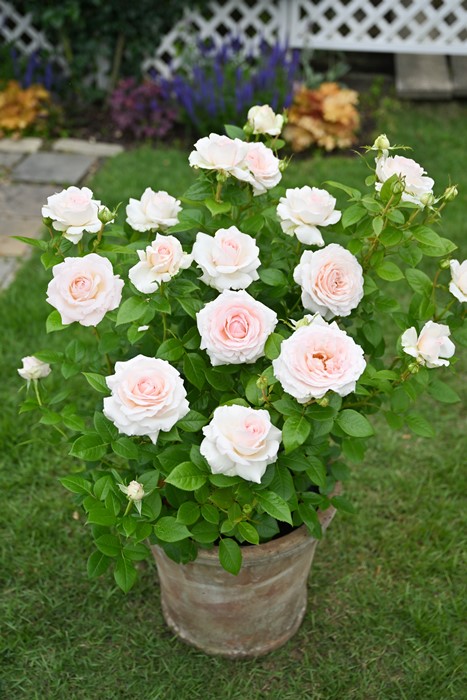 ���ߵ����ġۥХ��� �饽���������̥ƥ륨�ѥå���� ���� 6��ȭ�����ʡ�Han-DEL�ա�0109�����