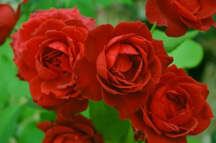 �Х��ġ�6�濷�ġۥ��祳�졼�ȥ���ǡ� ���� 6��ȭ�����ʡ����ӿ建�� ��Ͽ�ʼ�ϡ�IR-IRO3��