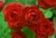 �Х��ġ�6�濷�ġۥ��祳�졼�ȥ���ǡ� ���� 6��ȭ�����ʡ����ӿ建�� ��Ͽ�ʼ�ϡ�IR-IRO3��