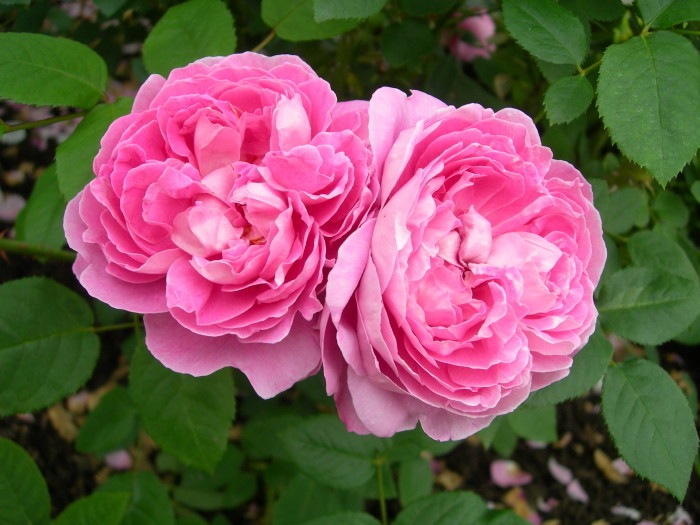 ���ߵ����ġۥХ��� �ᥢ�꡼������ ͢���� 7��ȭ�����ʡη����ʼ�ϡ�ER-Y��