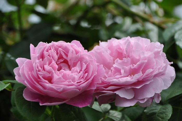 ���ߵ����ġۥХ��� �ᥢ�꡼������ ͢���� 7��ȭ�����ʡη����ʼ�ϡ�ER-Y��