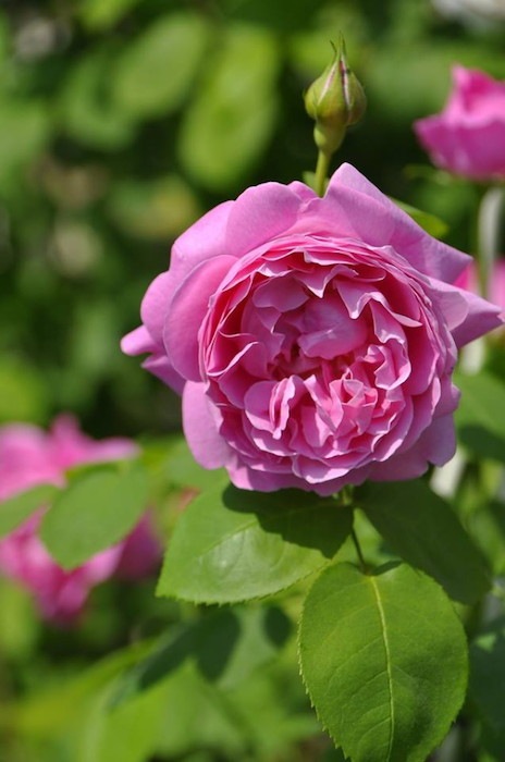 ���ߵ����ġۥХ��� �ᥢ�꡼������ ͢���� 7��ȭ�����ʡη����ʼ�ϡ�ER-Y��