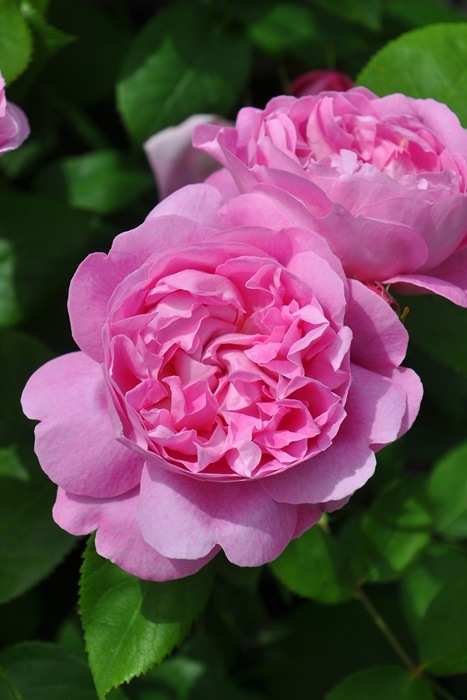 ���ߵ����ġۥХ��� �ᥢ�꡼������ ͢���� 7��ȭ�����ʡη����ʼ�ϡ�ER-Y��