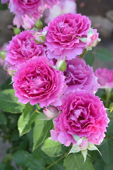 ġۥХ 饶  6ȭʡӿ建 ϿʼϡJ-RO