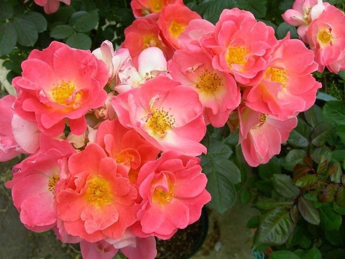 ġۥХ 쥤ܥ饤  6ȭʡJ-FL20