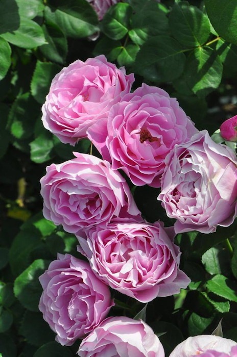 ġۥХ ǥߥ  6ȭʡηʼϡJ-RO