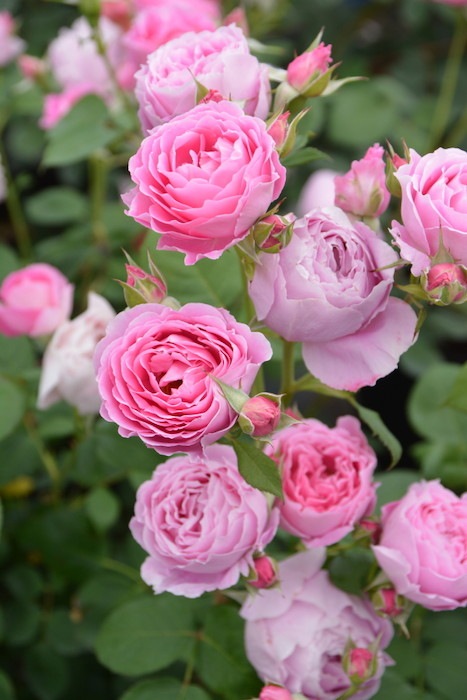 ġۥХ ǥߥ  6ȭʡηʼϡJ-RO