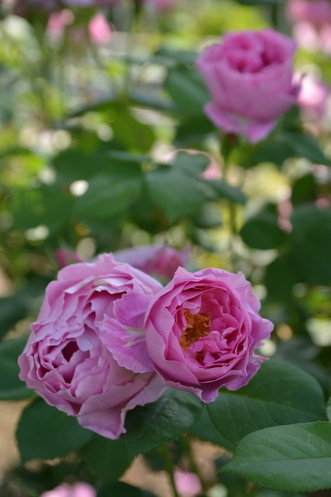 ġۥХ ǥߥ  6ȭʡηʼϡJ-RO