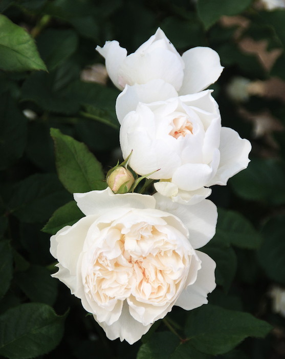 Хġġۥå֥顼  6ȭʡηʼϡOS-OS2