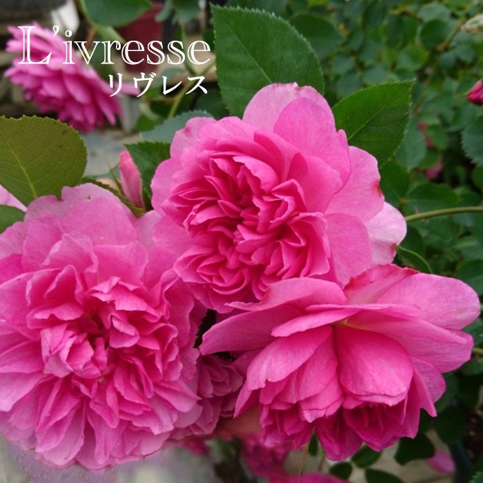 �����ġۥХ��� ����쥹 ���� 6��ȭ�����ʡη����ʼ�ϡ�OS-OS2��