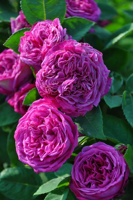 Хġġۥ塼ɥ󥵡  6ȭʡJ-OB20